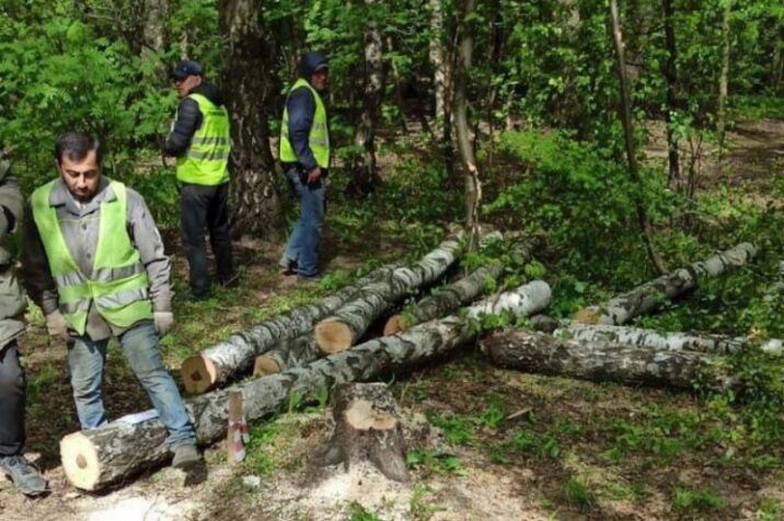 По словам жителей Видного началась абсолютно бессмысленная рубка здоровых деревьев Новости Видное 