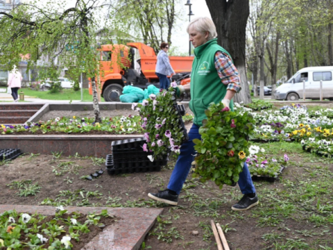 Цветочный квест: в Ленинском городском округе началась высадка виол Новости Видное 